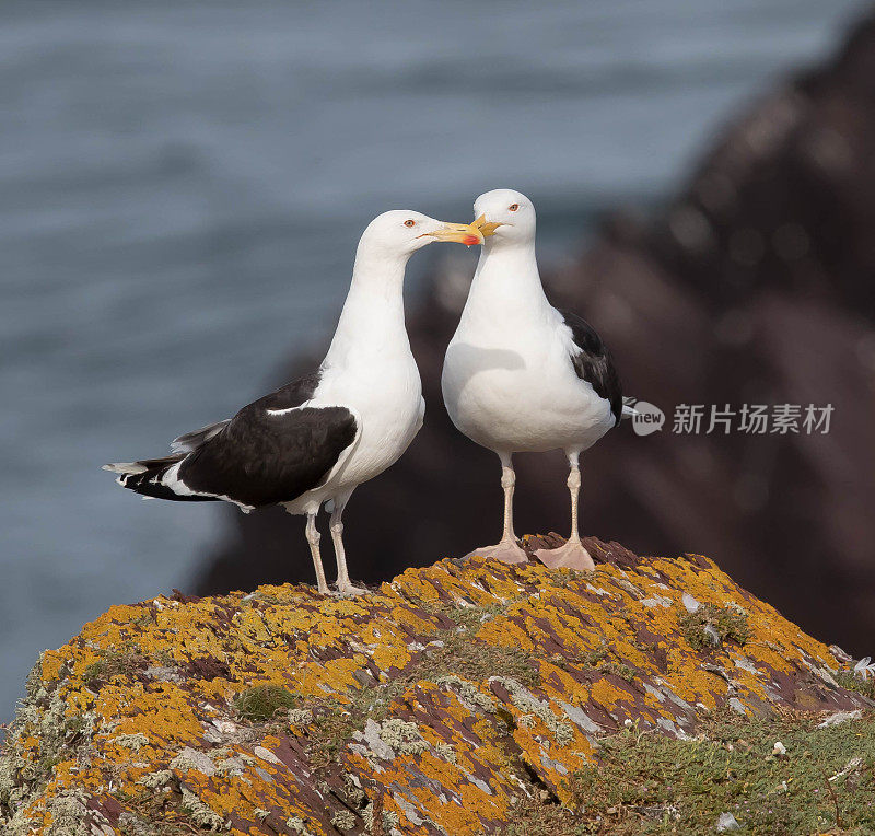 银鸥