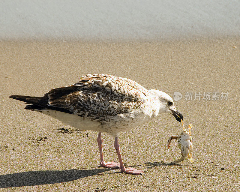 海鸥在吃螃蟹