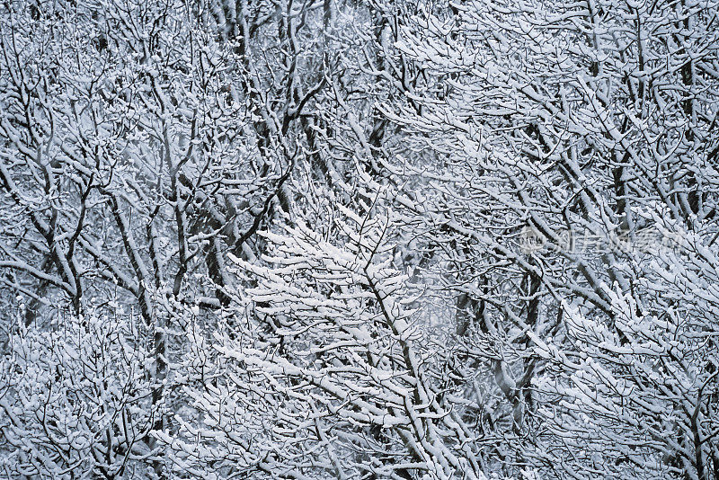 落在光秃秃的树上的雪-雪