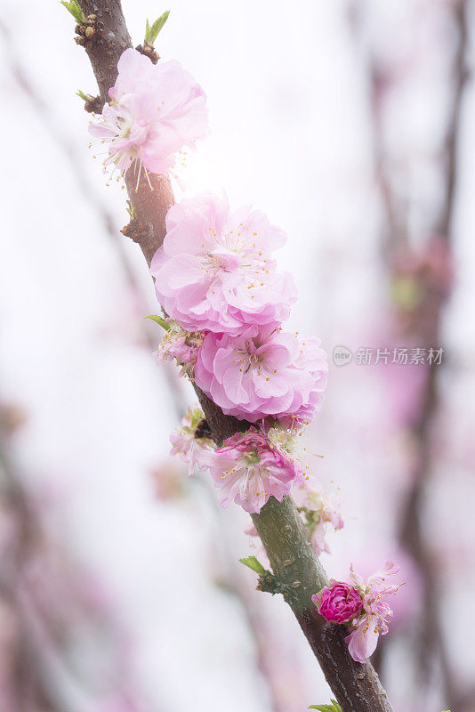 阳光下的桃花