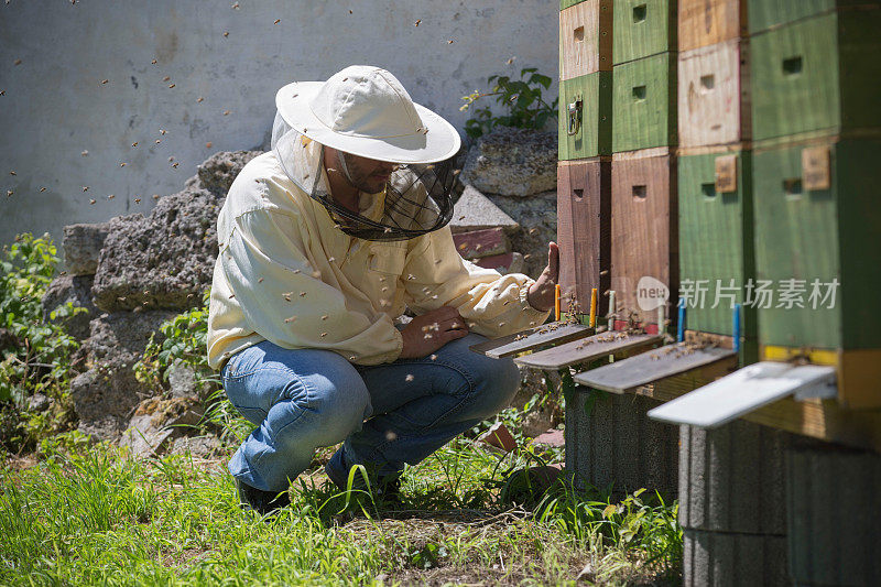 养蜂人检查蜂窝