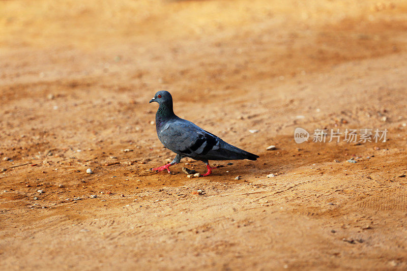 鸽子走路