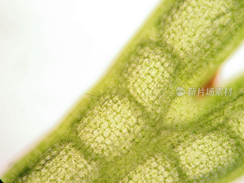 水生植物细胞的显微镜观察