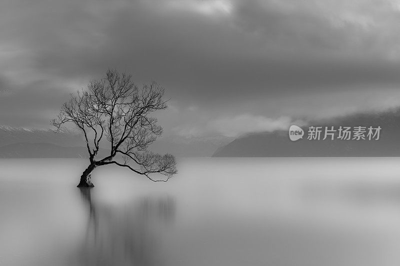 孤独树，瓦纳卡湖，新西兰(黑色和白色)