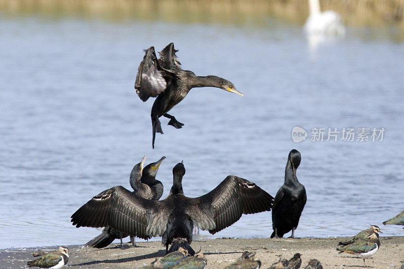 鸬鹚(Phalacrocorax碳水化合物)