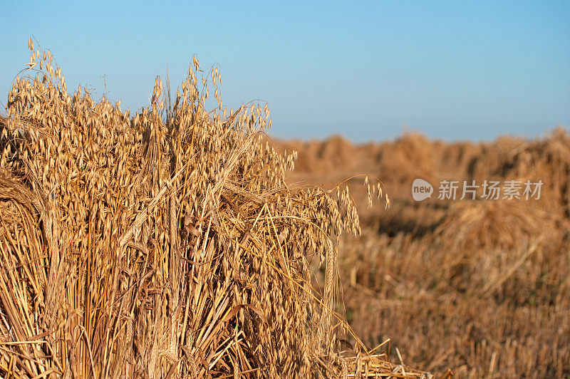 一捆捆的小麦