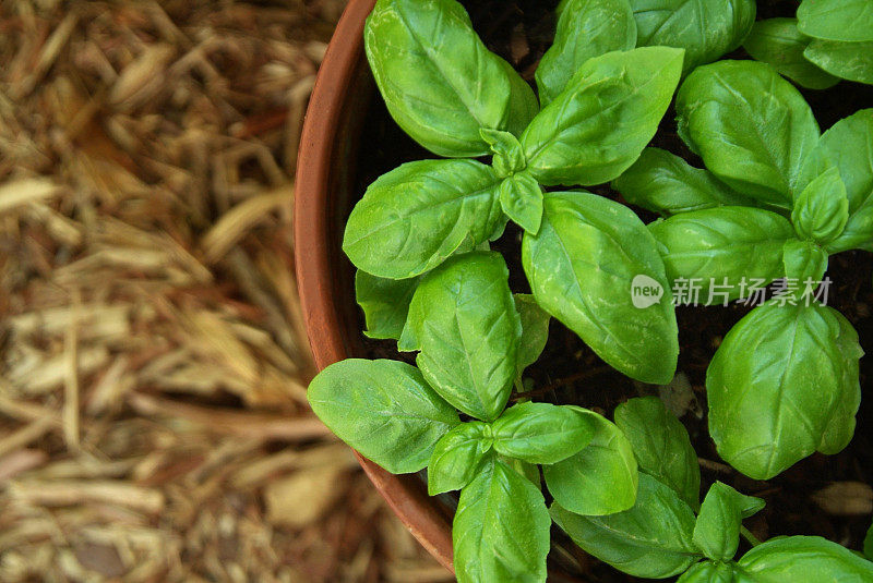 盆栽罗勒植物坐在户外的地面上的特写