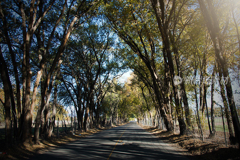 乡村，林冠路穿过森林，乡村街道，全框架