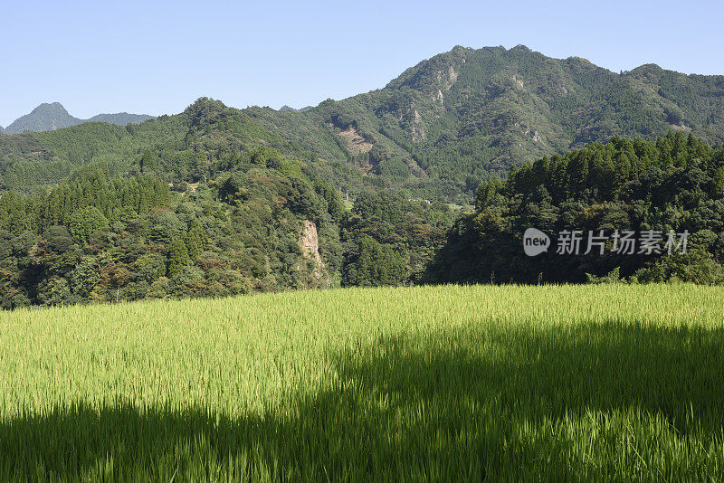 日本的稻田