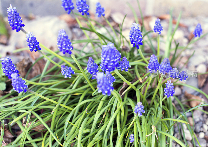 这是春天盛开的蓝色风信子花的特写