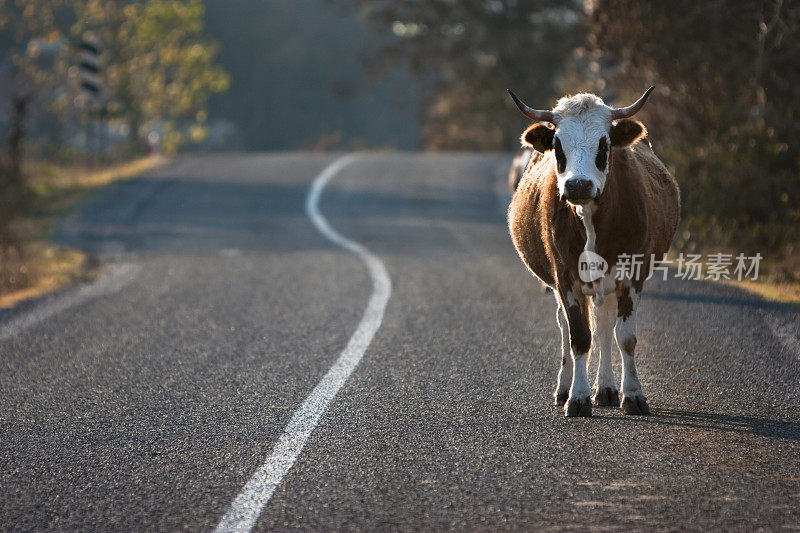 怀孕的母牛在森林附近的双车道路上等待