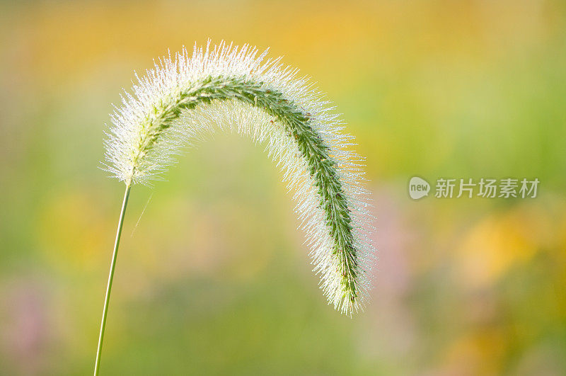 草茎被露水覆盖