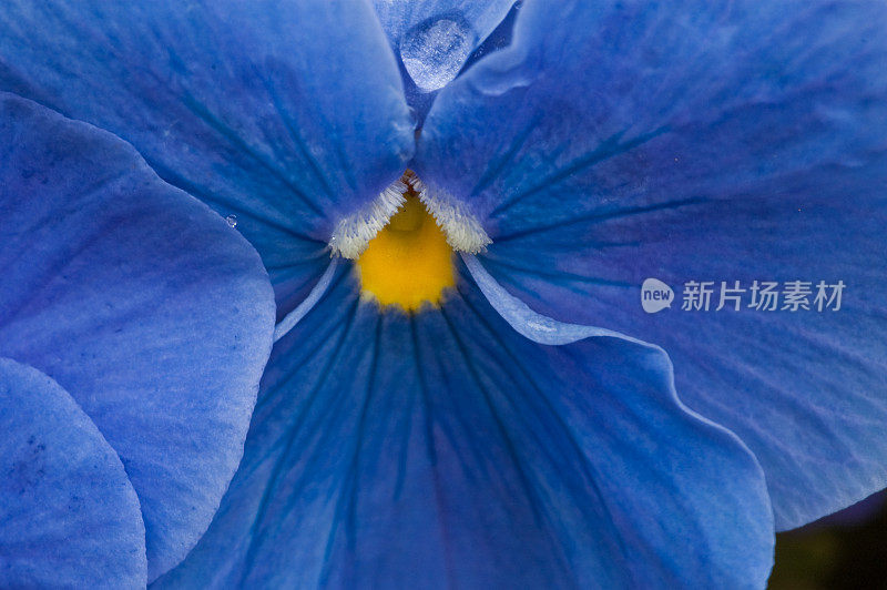 蓝色堇型花