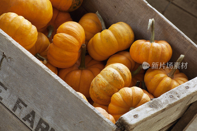 箱Minipumpkins