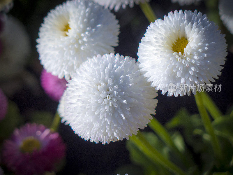 花园里有白色的菊花