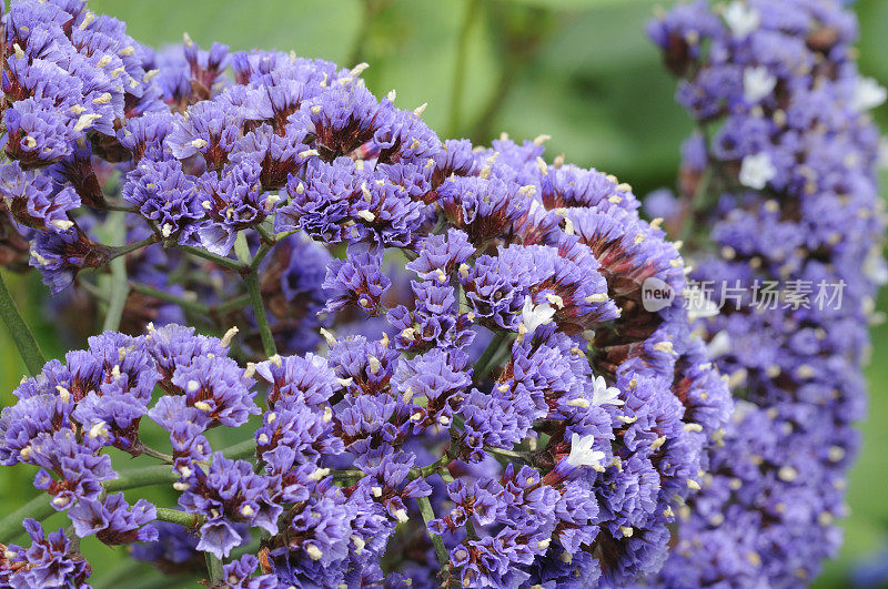 紫花植物特写