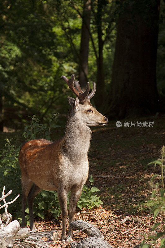 鹿在丹麦