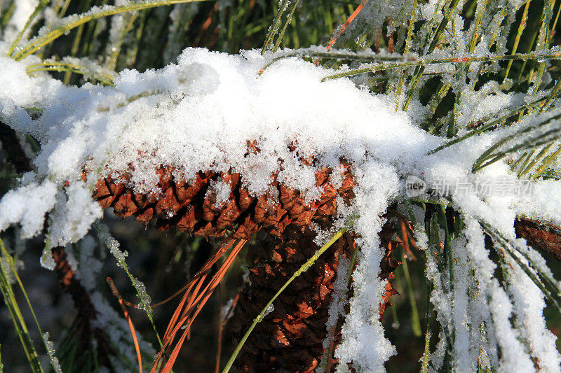 雪