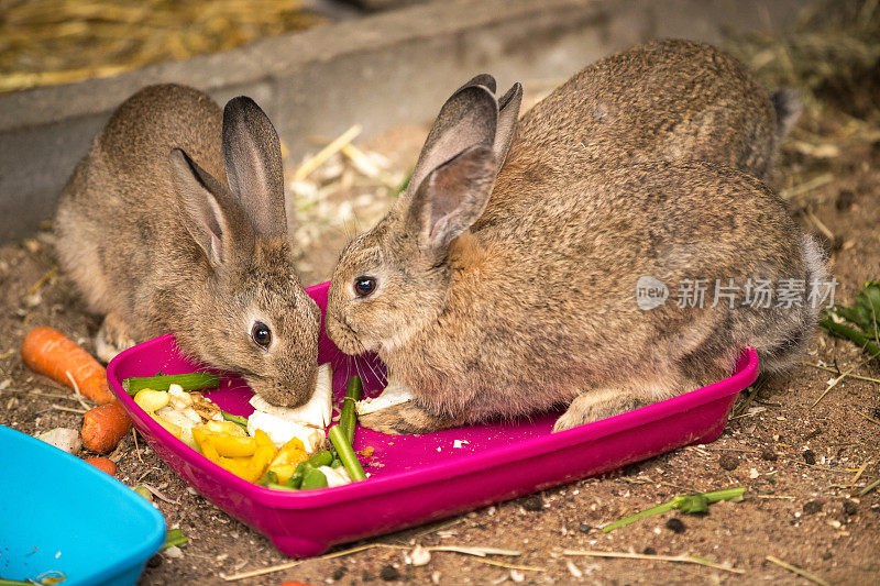一只正在吃饭的小兔子