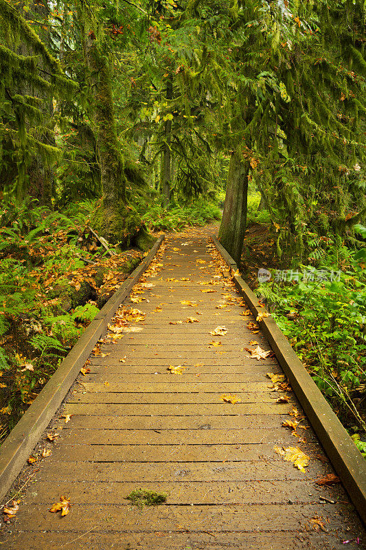 穿过茂密的雨林的木板路，大教堂格罗夫，加拿大温哥华岛