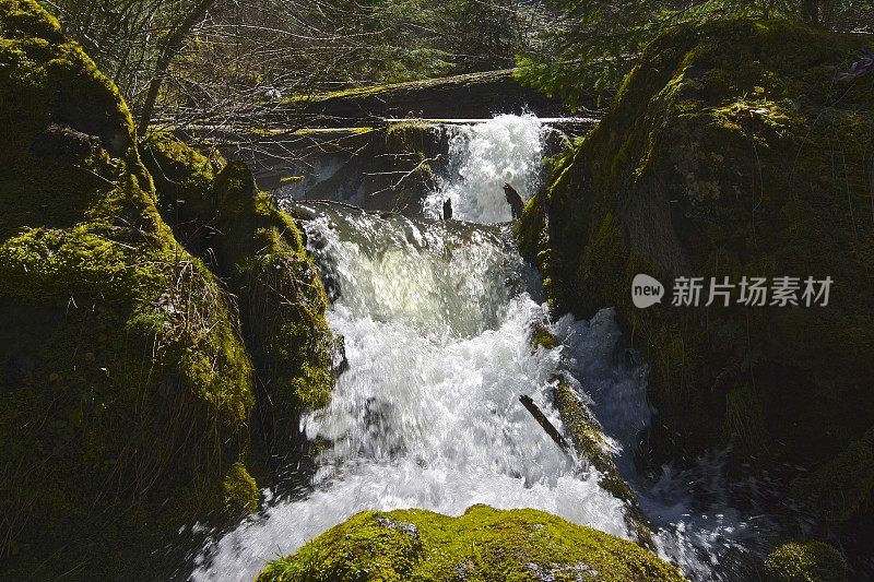 沃森克里克野生