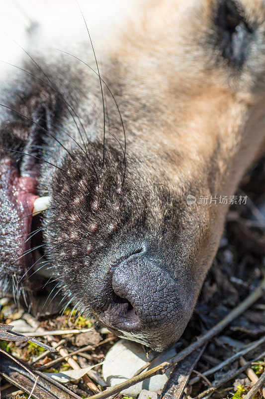 灰狗式的狗用鼻子近距离嗅地面