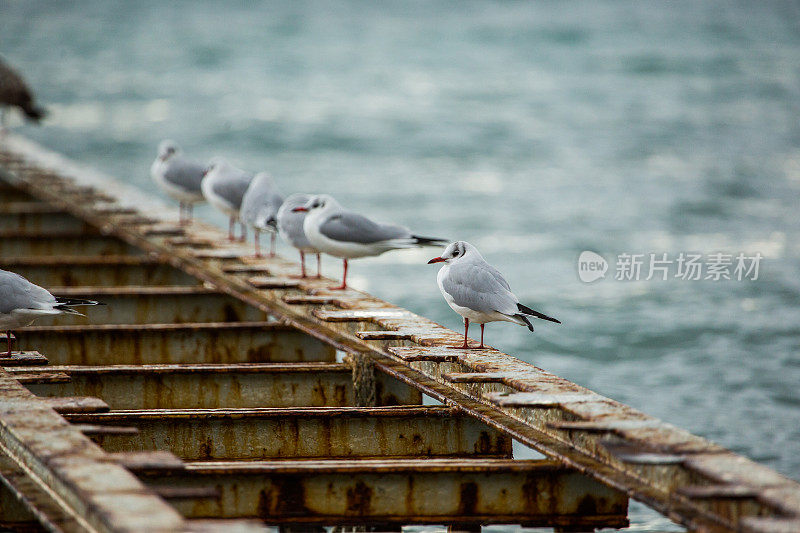 码头上的海鸥