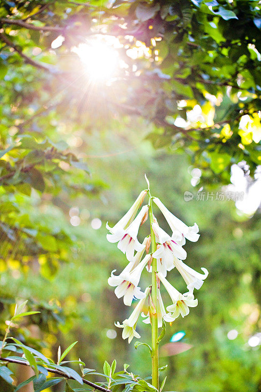 阳光下的白花