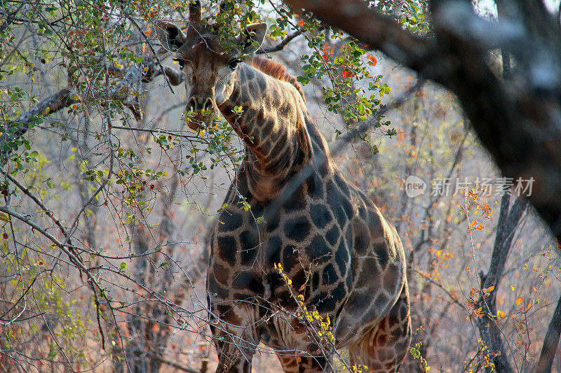 南非:克鲁格国家公园的长颈鹿