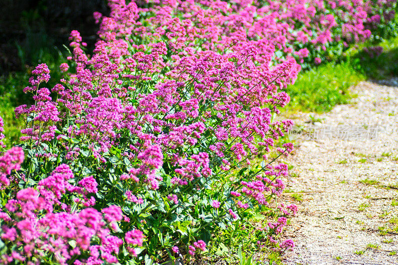 一束红色缬草花坛，春暖花开