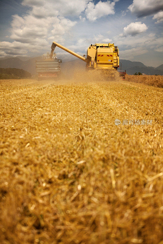 小麦收割机在工作