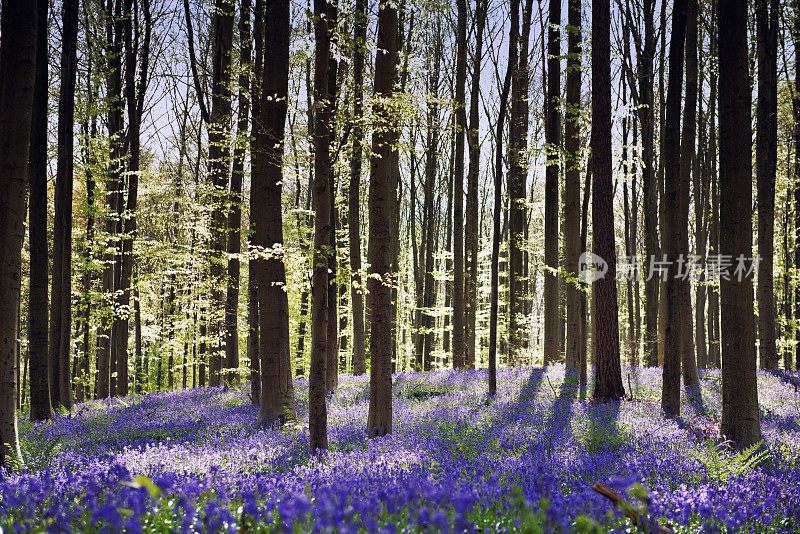 比利时布鲁塞尔，春天盛开的蓝风信子森林