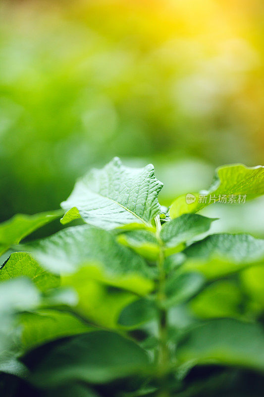 土豆植物