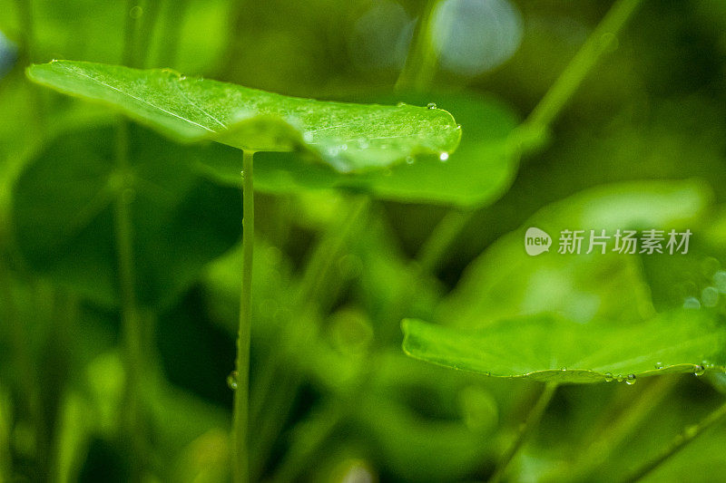 雨中树叶