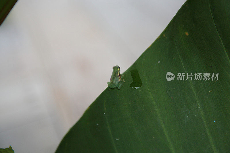 巴西亚马逊的小树蛙坐在绿叶上