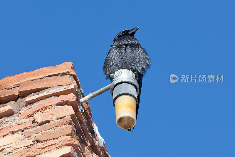 很酷的乌鸦