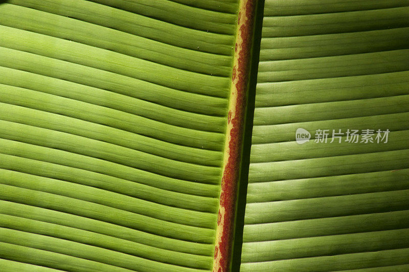 热带绿叶，背光，植物，特写，摘要