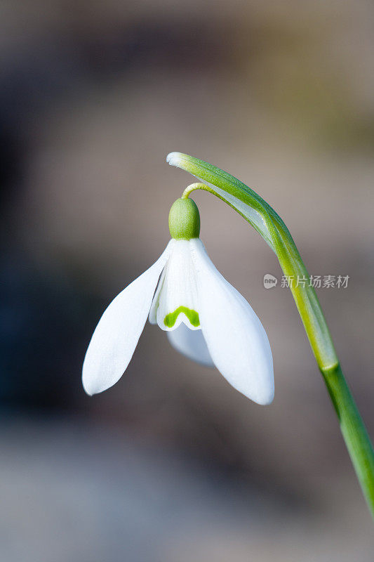 白色的雪花莲