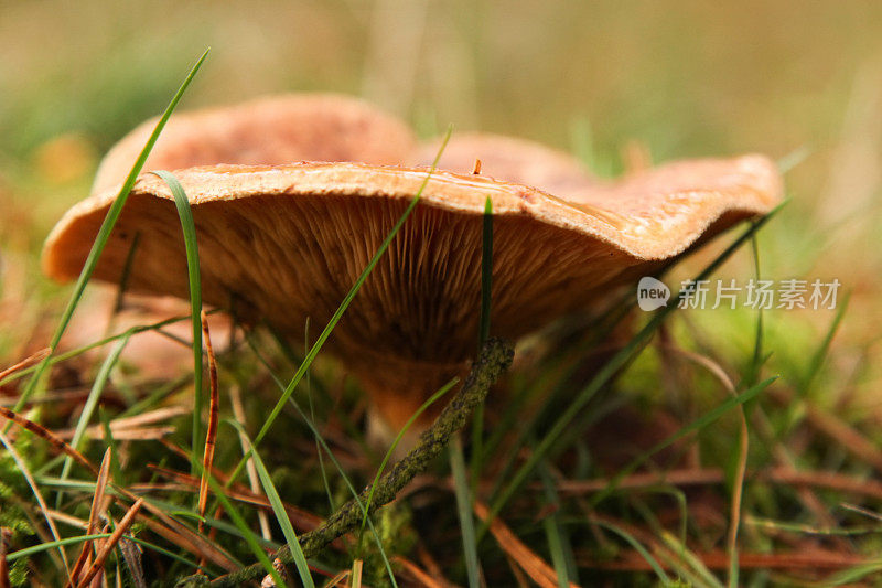 秋天-蘑菇生长在草地上