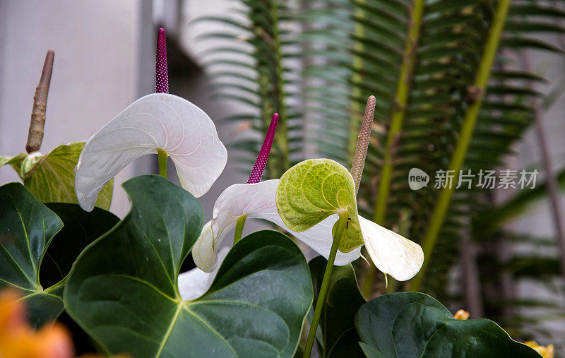 花烛属植物