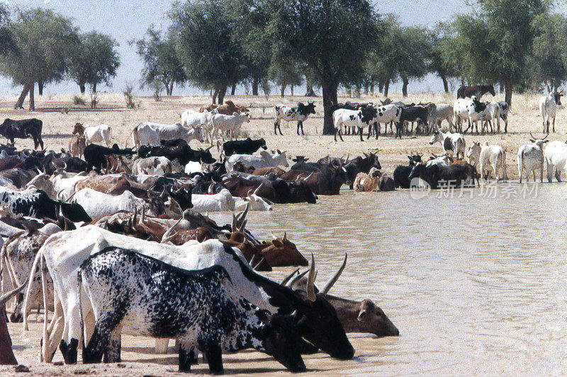 西非布吉纳法索的萨赫勒水坑荒漠化