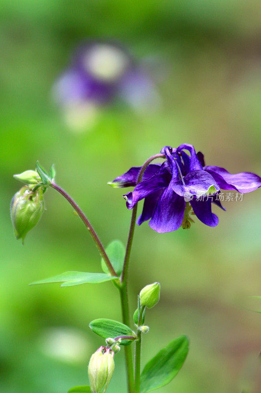 耧斗菜或耧斗菜花