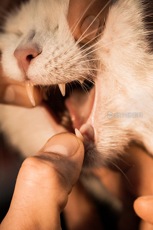 兽医检查猫的牙齿的特写。
