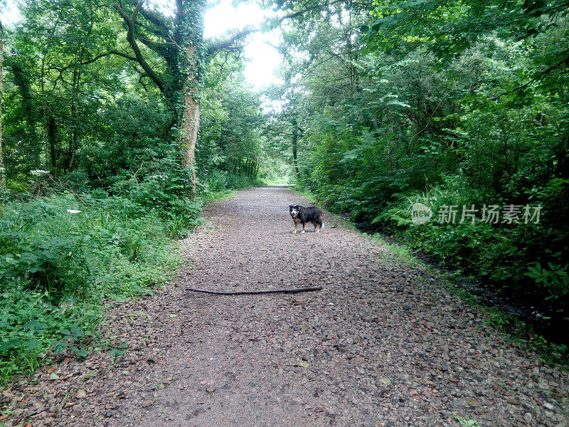 狗在绿树成荫的林间小路在英国的春天