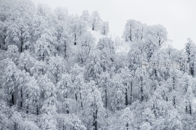 卡泰比的树木被雪覆盖