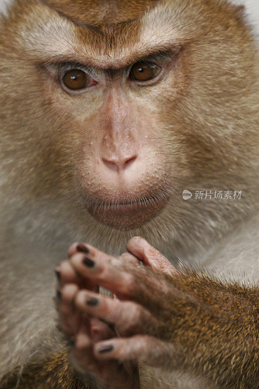 训练猴子祈祷在曼谷泰国亚洲