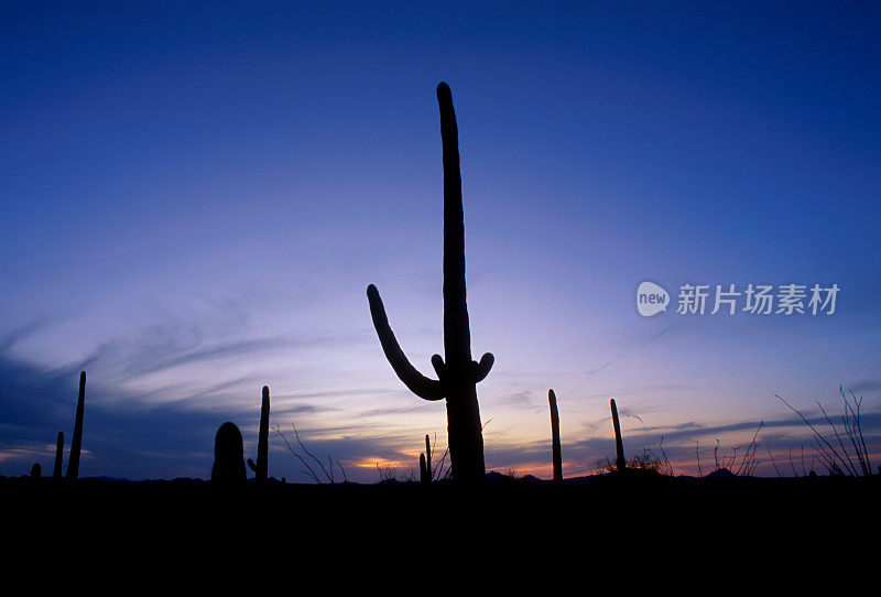 日落时仙人掌的剪影