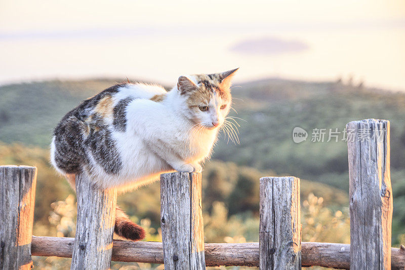 猫在篱笆上休息