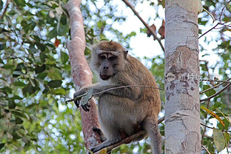 印度尼西亚:婆罗洲丹戎普丁的长尾猕猴