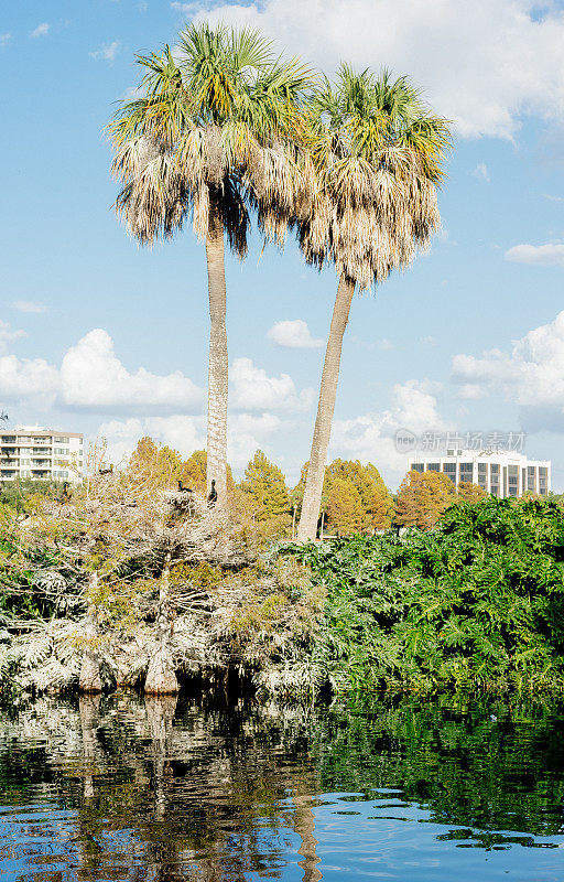 佛罗里达州奥兰多市中心的伊奥拉湖棕榈树